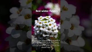 Best winter flowersAlyssum। [upl. by Jorgenson526]