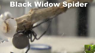 Black Widow Spider in New Spider Habitat from Amazon [upl. by Nalliuq]