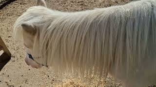 Miniature Horses  Winter Grooming For Your Mini Horse [upl. by Giliana]