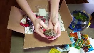 Turtle Unboxing [upl. by Anyel]