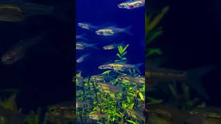 Planted aquarium new addition youtubeshorts shorts kerala aquarium [upl. by Walton]