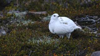 Through the Lens Whitetailed Ptarmigan [upl. by Unni]