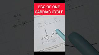 ECG of one Cardiac Cycle 🫀 One Shot on One Chart 🔥 ecg cardiaccycle shorts shortsfeed viral [upl. by Aiuqenehs]