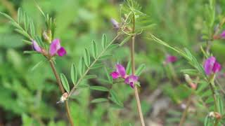 Wyka wąskolistna  Vicia angustifolia [upl. by Annoiek]