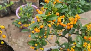 Pyracantha Firethorn Mukhia Nursery [upl. by Denna239]