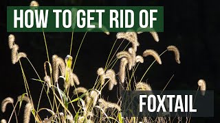 How to Get Rid of Foxtails 4 Easy Steps [upl. by Otilegna]