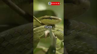 The Flying Snake Exists 😱🐍 everyone animals funny [upl. by Ahseka]