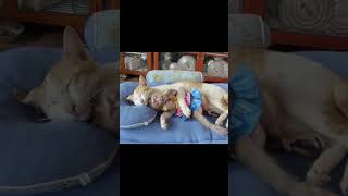 good care animalvideo funnyanimal catwithmonkey newborn cutenewborn [upl. by Sterne807]