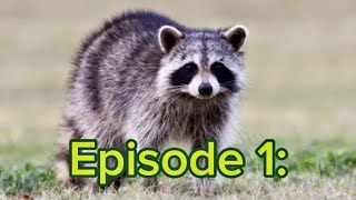 Talking about my ocs 1  Isabella summer the cartoon raccoon 🦝 [upl. by Tierell829]