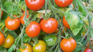 Saving Tomato Seeds How to Prepare and Store Seeds from Your Tomato Plants [upl. by Oirasor203]