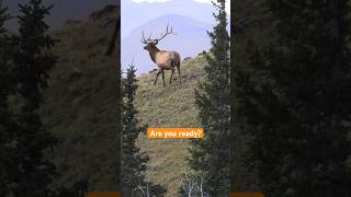 Kill a lot of bulls if only you could play the wind right every time bowhunting [upl. by Breech58]