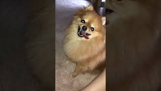 pomeranian dog playing compilation cute moments [upl. by Ettennek]