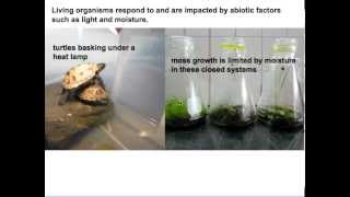 IB ESS Structure of the Ecosystem [upl. by Adian]