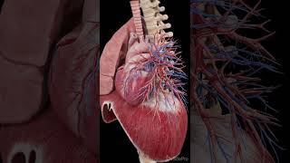 3d anatomy of the heart and diaphragm anatomy meded science [upl. by Nigel]