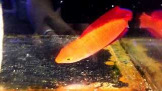 Cirrhilabrus rubripinnis  Red Fin Fairy Wrasse [upl. by Ennayhs]