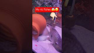 My rtc 😱😓 rtc catfish cichlid aquarium fishtank shortsviral viralvideo ytshorts [upl. by Llebpmac]