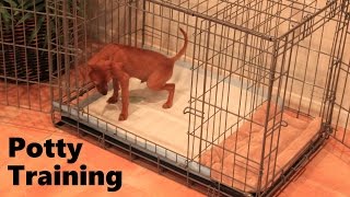 Puppy Apartment  Official Video  Part 2 of 2 [upl. by Powers104]