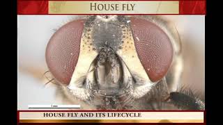 HOUSE FLY and its LIFE CYCLE [upl. by Elleinod]