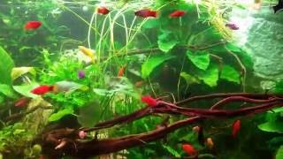 Big Beautiful Platy Molly aquarium tank 1000 liter [upl. by Hube]