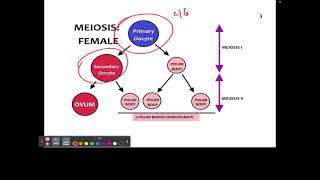 CH 22 1 Oocytes Chromosomes [upl. by Boniface]