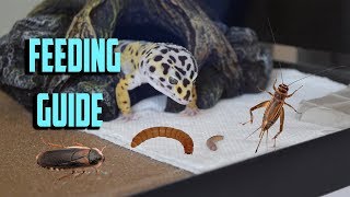 What to FEED your LEOPARD GECKO Gecko feeding guide [upl. by Yanarp]