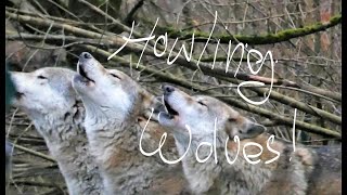 Awesome Howling Wolves on Christmas Day Hurlement des loups Heulende Wölfe im Tiergartren Worms [upl. by Nate49]