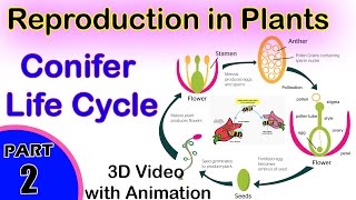 Conifer Life Cycle  Reproduction in Plants  12th CBSE Biology  2 Biology Reproduction in Plants [upl. by Gayla]