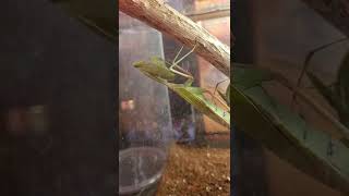 Giant Mantis hunting 2  26 insect prayingmantis animal shorts pets hierodula membranacea [upl. by Nylle]