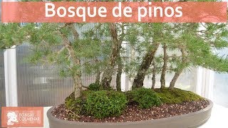 Bosque de pinos  Bonsai Colmenar [upl. by Acemat]