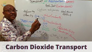 Transport of Respiratory Gases –2 Carbon Dioxide [upl. by Darrelle]