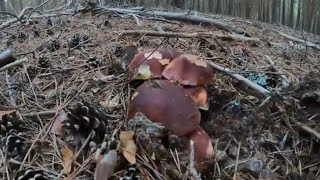 Boletus Pinicola extraordinarios También Edulis y Níscalo 2023 [upl. by Connolly948]