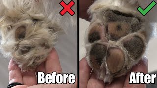 How To Remove Hair From Dog Pads  Scissoring Paws Tutorial [upl. by Ttennaej]