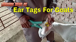 How to Apply Ear Tag Goats  Goat Identification Tags  How To Apply Name Tags On Animals [upl. by Atiuqnahs]