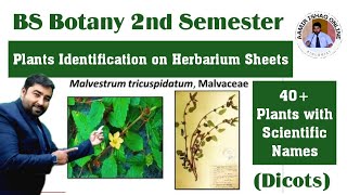 BS Botany 2nd Semester Practicals  Plants Identification on Herbarium Sheets Dicots [upl. by Ahsocin]