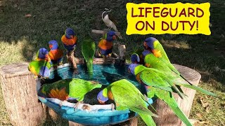 Rainbow lorikeets flock to the birdbath Bluefaced honeyeater unimpressed Australian birds76 Birds [upl. by Nytsuj815]