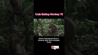 CrabEating Macaque The Primate Crab Connoisseur [upl. by Celina372]