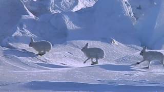 Arctic Hare Crossed Over Sea Ice [upl. by Teik784]