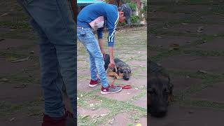 Simba training time shortsyoutubeshorts Dogs training Gsd training German shepherd training [upl. by Gaivn]