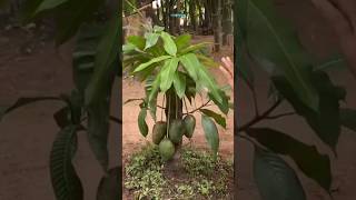 New technique of growing mango plant mangografting mango fruitfarming farming viral shorts [upl. by Lawford994]