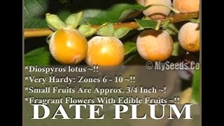 Date Plum Persimmon Diospyros lotus Tree Seeds on wwwMySeedsCo [upl. by Caitlin]