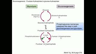 Medical Biochemistry Gluconeogenesis 2 SKILDUM [upl. by Nailimixam]