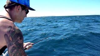 School Shark  South Australia Fishing [upl. by Agn]