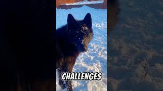 Wolf Hybrid Dog Breed wolfdog shorts ytshorts shortvideo [upl. by Barnet939]