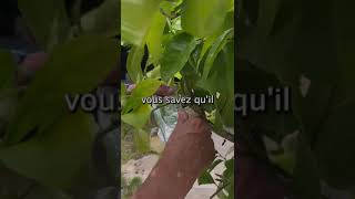 Comment marcotter un citronnier  jardinage jardin conseil astucecitronnier marcotte citron [upl. by Asilram944]