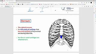 RS Anatomy  Thoracic Cage amp Intercostal Muscles  Mutah [upl. by Nirtak608]