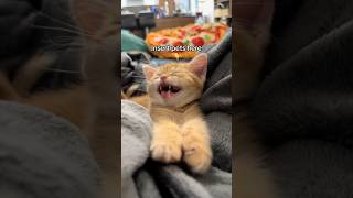 Clementine 🍊 deserves all the pets 🩷 cat foster kitten fosterlove cuteanimal talkingcat [upl. by Hoo]