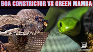 BOA CONSTRICTOR VS GREEN MAMBA  STRENGTH VS VENOM [upl. by Aniled]