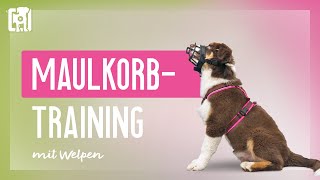 Maulkorbtraining  wie euer Welpe den Maulkorb lieben lernt [upl. by Gambrell]