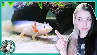 Feeding My Axolotls  VLOGMAS DAY 3 [upl. by Imoen]