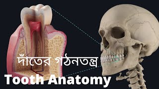 বেসিক ডেন্টাল এনাটমী বাংলায় Basic dental anatomy in bangla [upl. by Geraldina234]